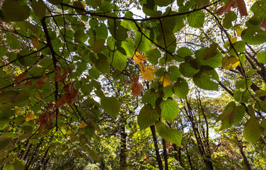 The ray of sunlight passes through the leaves