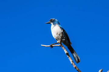 Super alert Scrub Jay has blue feathers shining in the golden morning sunshine while perched high on dried tree branch.