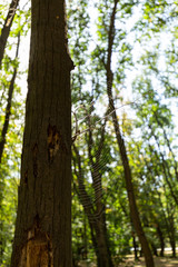 Tree and spider web in the forest