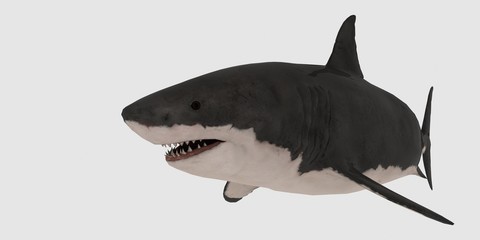 Great white Shark isolated on white background extremely detailed and realistic 3d illustration