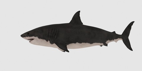 Great white Shark isolated on white background extremely detailed and realistic 3d illustration