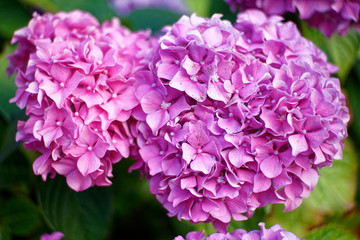 Vancouver is always full of blooms