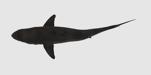 Great white Shark isolated on white background extremely detailed and realistic 3d illustration