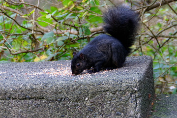 Stanley park squirrel, one of the animals living at this park in Vancouver.