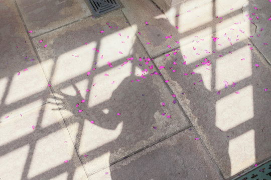 Shadow of a woman on the floor with fuchsia petals