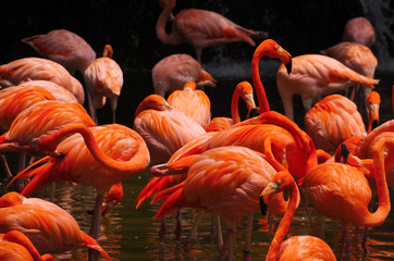 Flamingos Ballet
