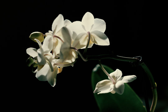 white orchid on black backround