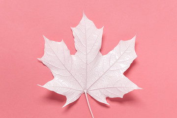 Top view flat lay close up of white maple leaf on romantic girly pink background.