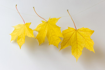 Creative composition with three yellow maple leaves hanging on a rope on white background.