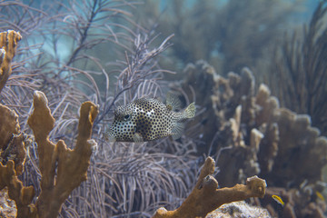Spotted Trunkfish