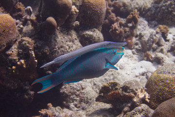 Fototapeta na wymiar Queen Parrotfish and Trumpetfish