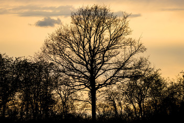 Arbre d'hiver
