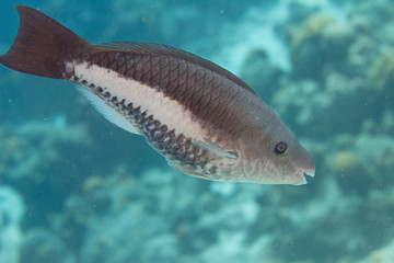 Naklejka premium Queen Parrotfish