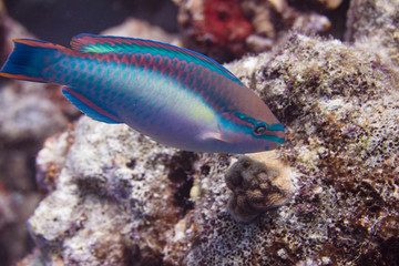 Fototapeta na wymiar Princess Parrotfish on Coral Reef