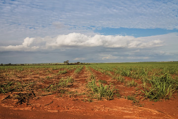 Naklejka premium A freshly planted sugarcane field in Goiás, Brazil, under a clear sky with a few clouds, showcasing vibrant red soil and an abundant agricultural landscape