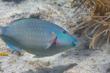 Fototapeta na wymiar Stoplight Parrotfish on Coral Reef