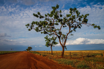 Brazilian savana tree in Goias