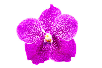 Beautiful Purple orchid flower with water drop isolated on white background with clipping path