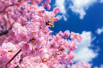 静岡県・南伊豆の河津桜 2