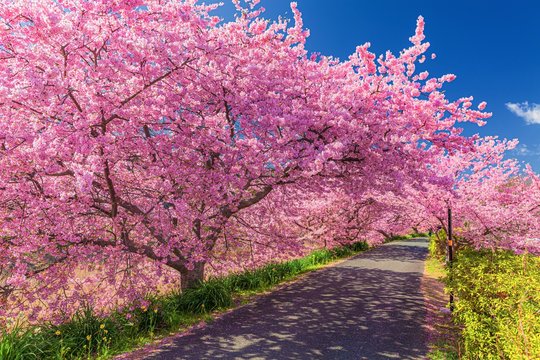 静岡県・南伊豆町 南伊豆の河津桜の風景