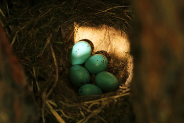 Five blue eggs of the thrush in the straw nest closeup in sunlight