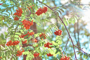rowan branches with berries on a sky background