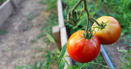 red tomatoes on the vine