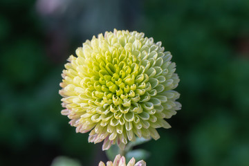 Green chrysanthemums close up in autumn Sunny day in the garden. Autumn flowers. Flower head