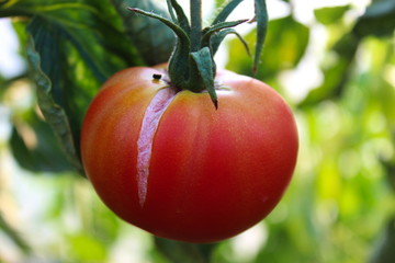 tomato with a crack