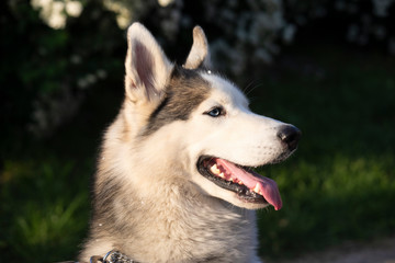 siberian husky dog
