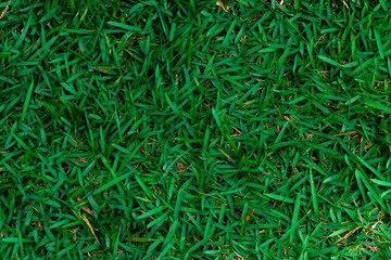 Textura de grama