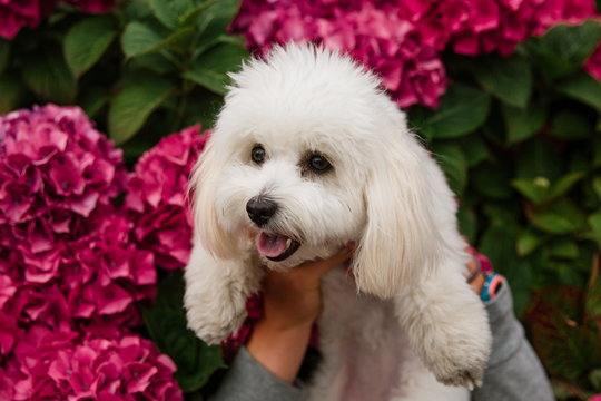dog with flowers