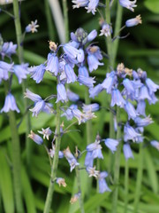 blue flowers in the garden
