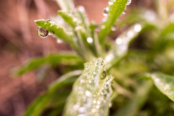Drops of water from the dew on the leaves of a rosemary.