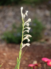 white flower in spring