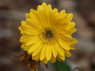 Yellow flower