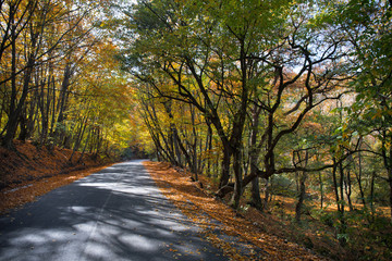 Beautiful landscape with empty road, trees and sunlight in the evening in autumn. Travel background. Nature