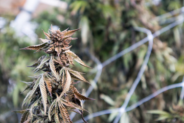 Marijuana Flower Burnt by Frost