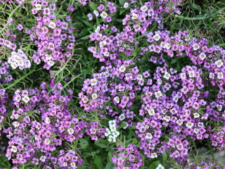purple flowers in the garden