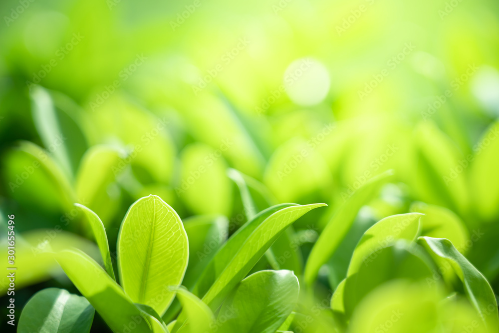 Wall mural closeup nature view of green leaf on blurred background with beautiful bokeh and copy space for text