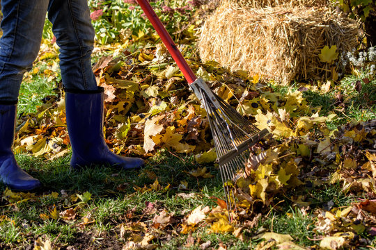 Closeup of woman raking autumn leaves, low angle view with fall haystack in background conceptual homeowner fall activities