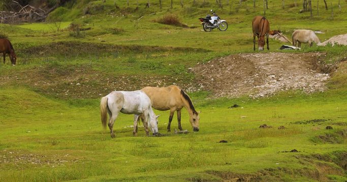 Horses grazing freely in the countryside in Colombia