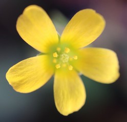 Fototapeta na wymiar yellow flower 