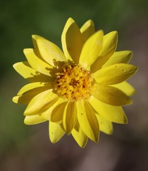 closeup of yellow flower