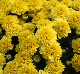 close-up view of yellow chrysanthemum flowers in blooming