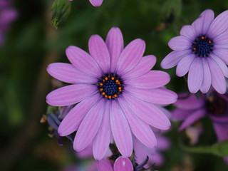 Obraz premium Purple flower in garden