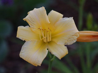 Fototapeta premium Flower on black background