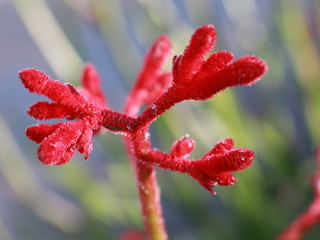 Fototapeta premium red flower kangaroos foot