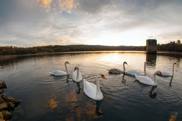 white swans with small swans on the lake
