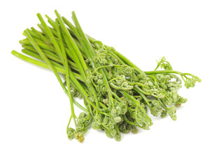fern bracken on white background